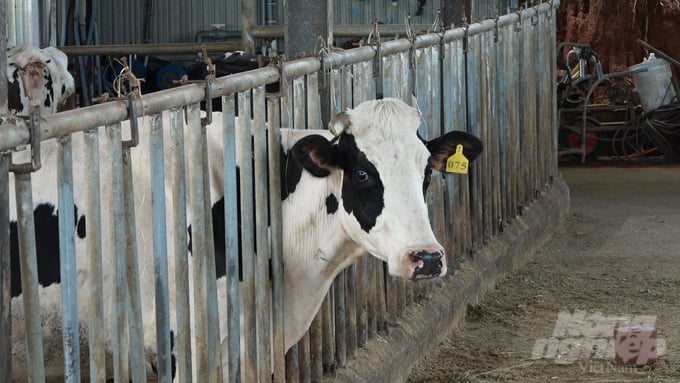 After applying the treatment regimen, the dairy cows of the farmers have gradually recovered. Photo: PC.