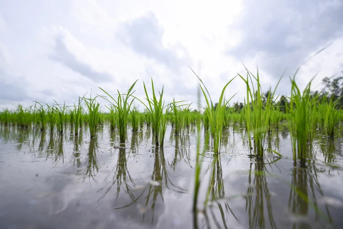 To verify carbon credits, rice producers must ensure emissions reductions throughout the entire production chain. Photo: Tung Dinh.