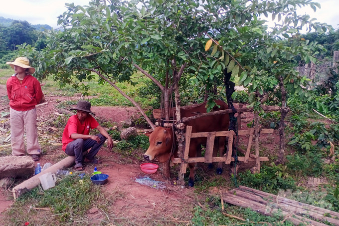 Bệnh lở mồm long móng uy hiếp các vùng chăn nuôi gia súc tại huyện Hướng Hóa, Quảng Trị. Ảnh: Võ Dũng.