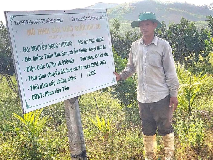 Nguyen Ngoc Thuong, a resident of Group 5 in Kim Son Hamlet, An Nghia Commune, Hoai An District, Binh Dinh Province, received support from Thanh Nien Agricultural Cooperative to cultivate 1.5 hectares of green-skinned pomelo in combination with pear guava organically. Photo: V.D.T.