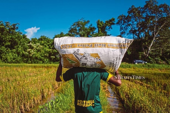 A farmer carrying a sack of crop trimmings to be fed to livestock in Pokok Sena, Kedah, recently. Photo: LUQMAN HAKIM ZUBIR