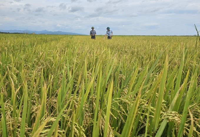 Cánh đồng lúa trong mô hình chín đều hơn những ruộng lúa tái sinh canh tác theo kiểu truyền thống. Ảnh: T. Phùng.