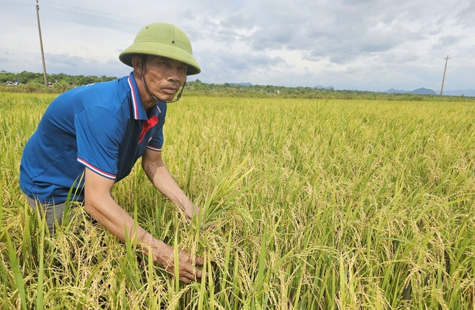 Năng suất lúa tái sinh tại mô hình thâm canh cho năng suất tăng gấp đôi và lợi nhuận của nông dân tăng cao. Ảnh: T. Phùng.