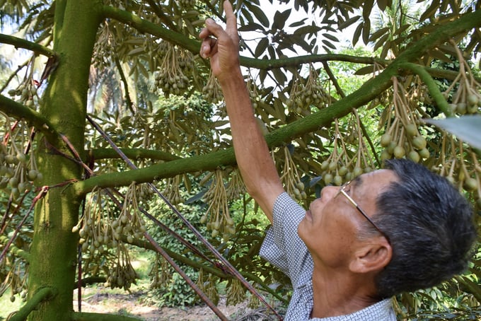 Dang Van Cap, a resident of Thach Long 1 Hamlet in An Tuong Dong Commune, Hoai An District, Binh Dinh Province, tends to his durian trees under the guidance of Thanh Nien Agricultural Cooperative.