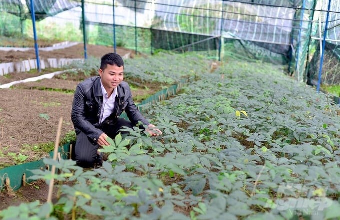 The ginseng garden of Mr. Tran Cao Nguyen in K'Long K'Lanh village, Da Chais commune, Lac Duong district, Lam Dong.