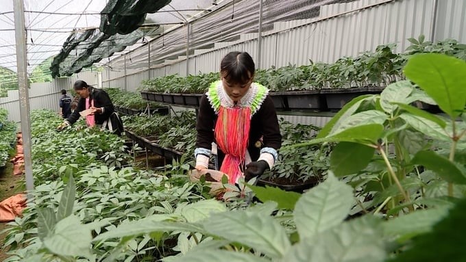 Lai Chau Ginseng Research Center of the Silviculture Research Institute under the Vietnamese Academy of Forest Sciences.