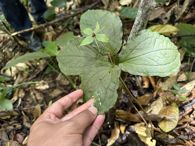 Paris polyphylla grows well thanks to the thick vegetation and the dense forest canopy. Photo: L.K.