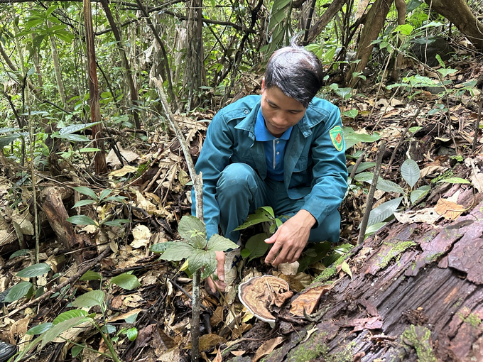 Well-protected forests have created a 'green home' for herbs to thrive. Photo: L.K.