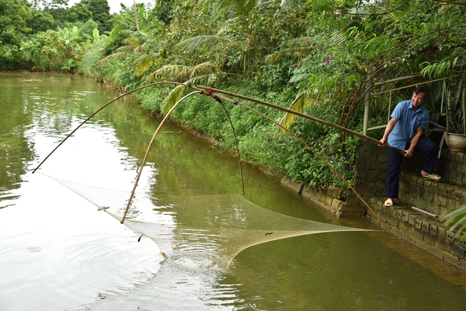 Kéo thử cá để kiểm tra tốc độ sinh trưởng. Ảnh: Dương Đình Tường.