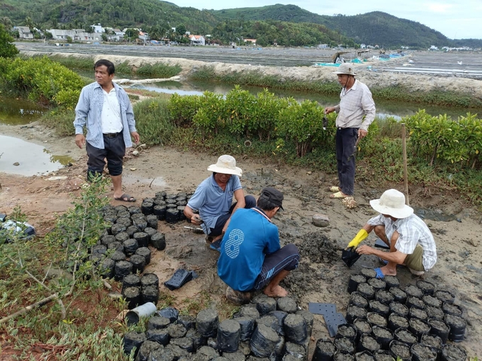 Ươm cây giống để trồng rừng ngập mặn bên đồng muối. Ảnh: Võ Thanh Kỳ.