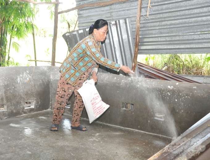 Bà Thị Chanh đang dùng vôi bột khử trùng chuồng nuôi sau khi 10 con heo giống do dự án cấp vừa bắt về nuôi đã bị bệnh dịch tả heo Châu Phi buộc phải tiêu hủy. Ảnh: Trung Chánh.