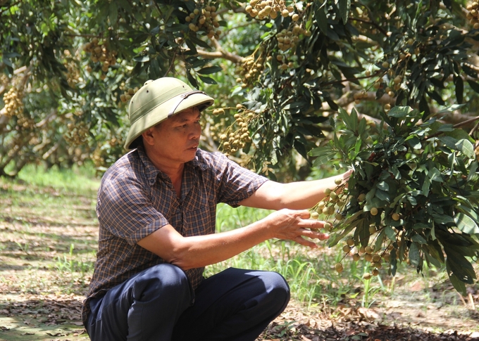 Theo ông Trần Văn Mý, Giám đốc HTX Cây ăn quả đặc sản Quyết Thắng, đối với xuất khẩu nhãn, nếu thất bại trong công tác chuẩn bị là chuẩn bị để thất bại. Ảnh: Trung Quân.