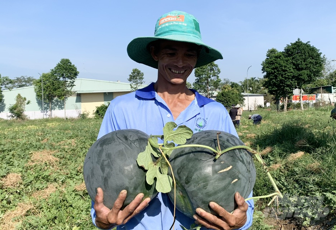 Dưa hấu được nông dân Vĩnh Long trồng nhiều tại huyện Bình Tân. Ảnh: Hồ Thảo. 