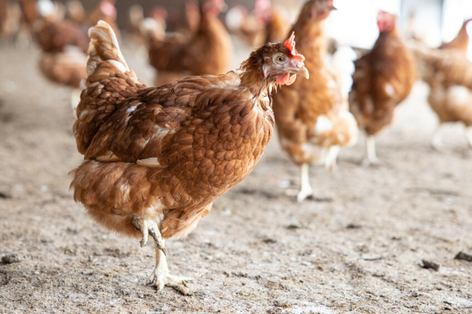 Earlier this year, RSPCA assured paused its introduction of new laying hen standards following a wave of criticism from producers. Photo: Peter Roek