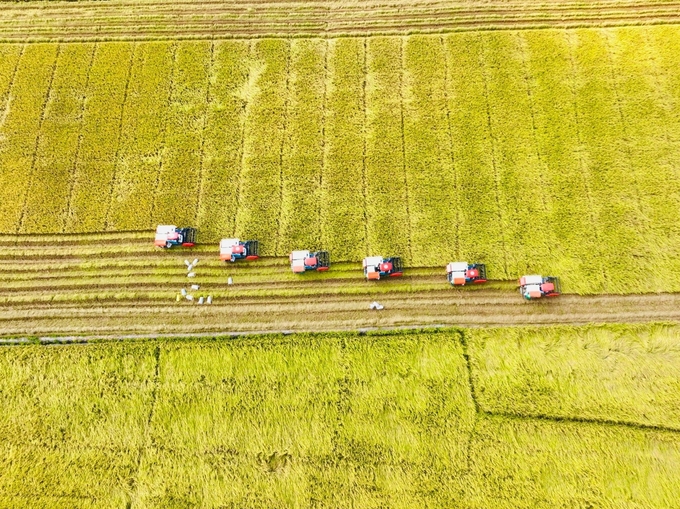 The effectiveness of the Project on 1 million hectares of high-quality, low-emission rice cultivation associated with green growth in the Mekong Delta includes both economic and social effectiveness. Photo: Le Hoang Vu.