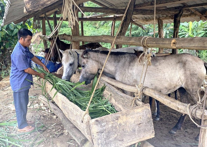 Chăn nuôi ngựa mở ra hướng đi phát triển kinh tế hộ gia đình ở vùng cao Lai Châu. Ảnh: H.Đ.