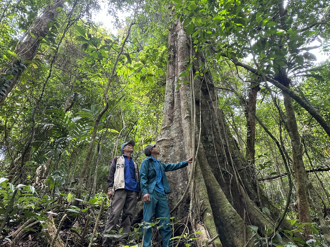 The forest canopy is a favorable area for growing herbs. Photo: L.K.