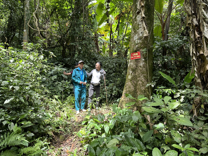 Quang Nam possesses a large forest area of ​​approximately 700,000 ha. Photo: L.K.