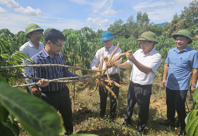 Ngoài việc kháng bệnh khảm lá, giống sắn HN5 còn cho năng suất cao vượt trội. Ảnh: T. Đức.