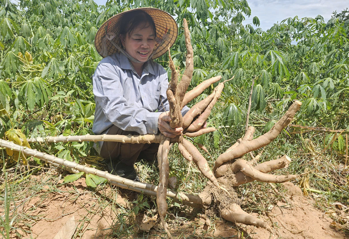 Bà Nguyễn Thị Mân đánh giá diện tích sắn HN1 của gia đình có thể cho năng suất trên 30 tấn/ha. Ảnh: T. Đức.