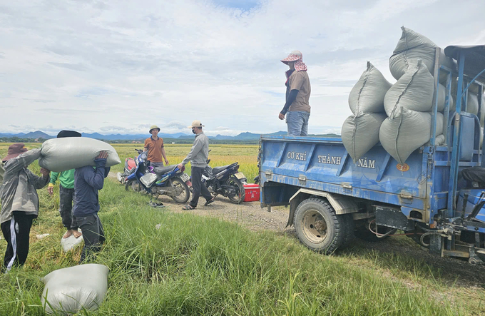 Năng suất lúa tại HTX Thống Nhất đạt cao, nông dân phấn khởi, tranh thủ thu hoạch giữa trời nắng nóng. Ảnh: T. Đức.