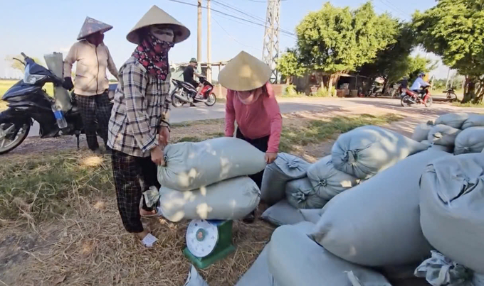 Năng suất cao, lúa được giá nên nông dân có lãi bình quân khoảng 25 triệu đồng mỗi ha. Ảnh: T. Đức.