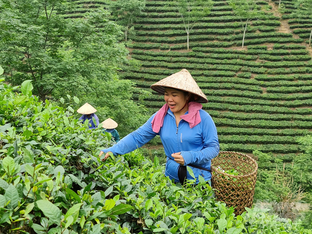 Tại xã Tân Trào có làng nghề chè Vĩnh Tân khá nổi tiếng, sản phẩm chè Vĩnh Tân đã đoạt cúp đồng 'Búp chè Vàng' tại festival chè Thái Nguyên và hiện tại trở thành thương hiệu chè nổi tiếng bậc nhất của tỉnh Tuyên Quang.