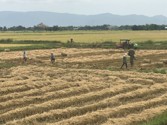 Đến thời điểm này, nông dân Bình Định đã thu hoạch hơn 31.400/41.000ha lúa vụ hè thu 2024. Ảnh: V.Đ.T.