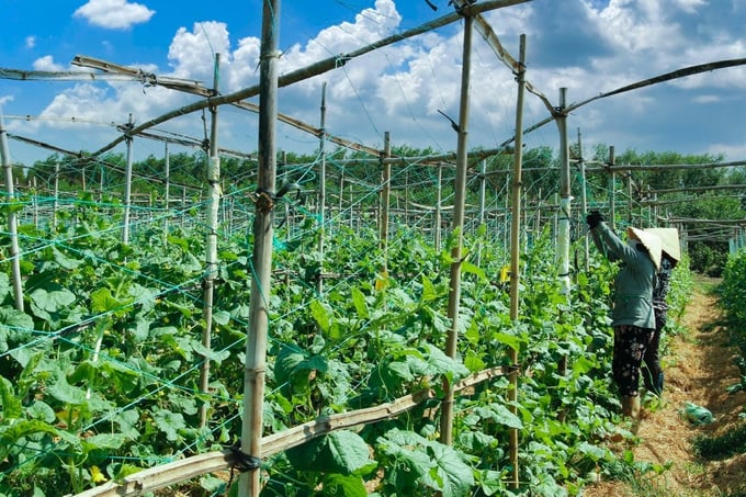 After recruiting a graduate from the Hue University of Agriculture and Forestry, Agricultural Cooperative 2 Nhon Tho implemented a high-tech agricultural model in Tho Loc 2 village.