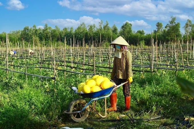 The yellow-skinned cantaloupe produced by Agricultural Cooperative 2 Nhon Tho has received official recognition as a 3-star OCOP product. Photo: V.D.T.