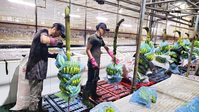 Unifarm has been the exclusive banana distributor for Dole since 2017. Photo: Hong Thuy.