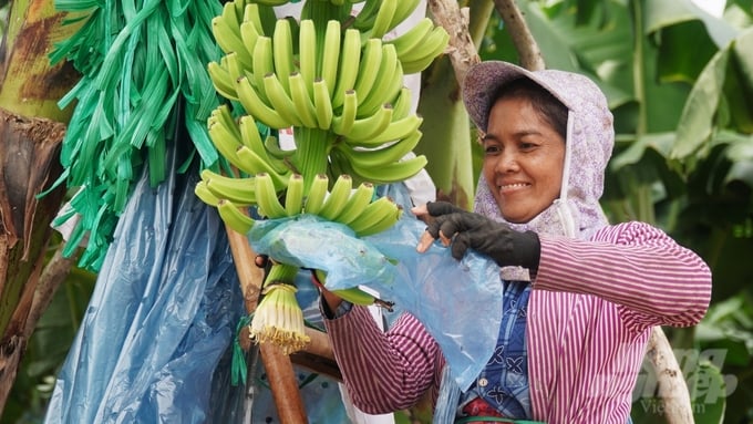 Unifarm rigorously adheres to international standards in banana production. Photo: Tran Phi.