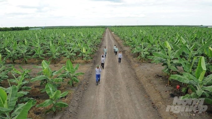 In 2009, Unifarm officially began its operations on over 411 hectares in An Thai commune, Phu Giao district, Binh Duong province. Photo: Hong Thuy.