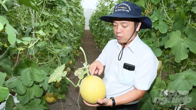 After 12 years of operation, Unifarm has transformed the entire An Thai Agricultural Zone into a thriving area of high-value crops, catering to suitable markets, and offering replicable models for local farmers. Photo: Hong Thuy.