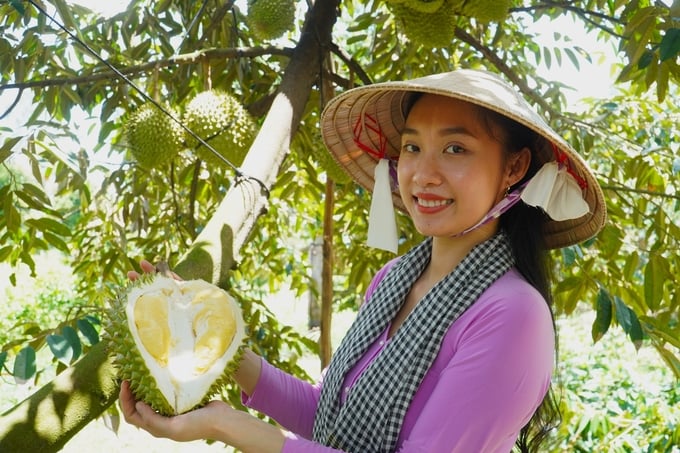 In the 2023-2024 crop season, Can Tho City has been granted 42 growing area codes covering nearly 954 hectares of durian cultivation. Of these, 37 codes, totaling over 887 hectares, are designated for export to the Chinese market. Photo: Kim Anh.