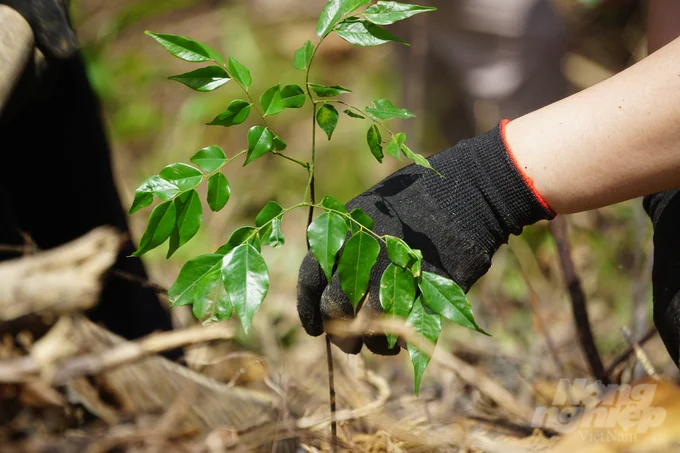 These trees will contribute to increasing forest cover at Xuan Lien Nature Reserve. Photo: Quoc Toan.