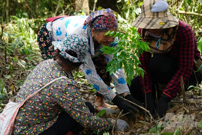 Local people also participated in tree planting this morning. Photo: Quoc Toan.