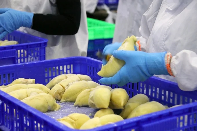 Official export of frozen durian helps alleviate seasonal pressure on people. Photo: Minh Quy.