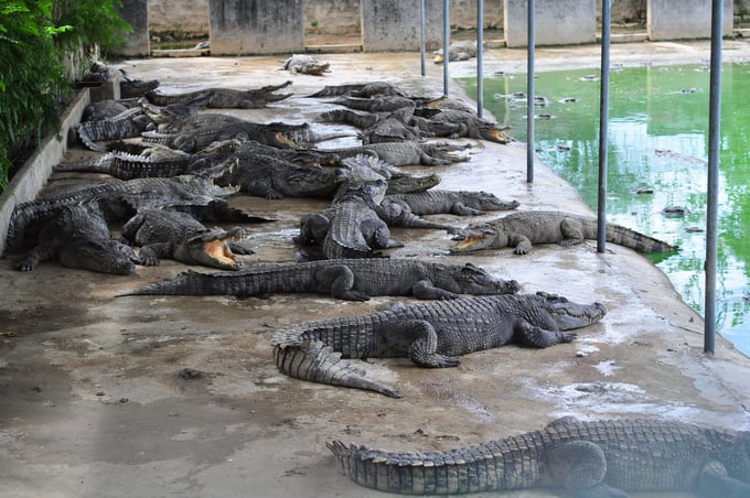 Many crocodile farms across Vietnam are enthusiastic about the newly signed protocol.