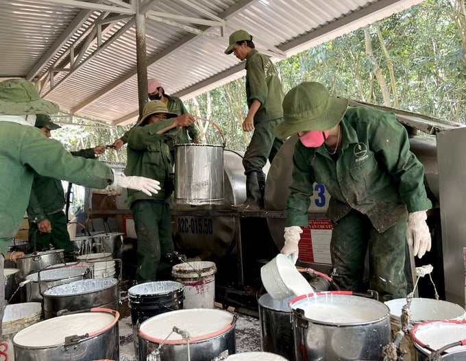 Rubber latex harvesting at a plantation owned by Kon Tum Rubber Company Limited. Photo: Son Trang.