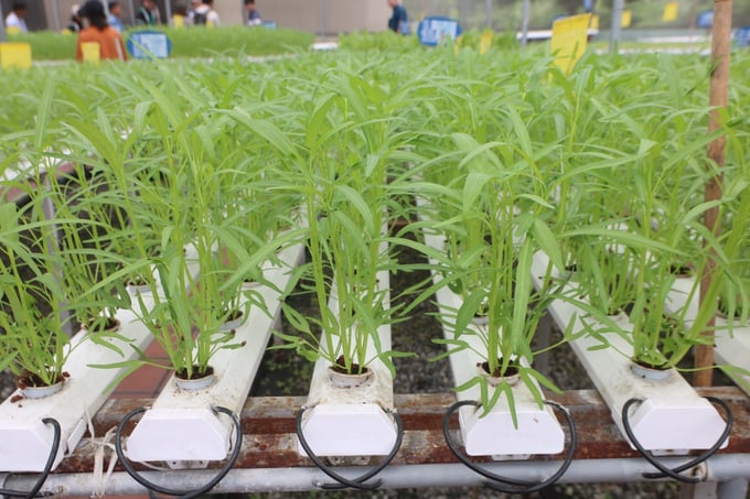 188 Green Farm uses modern technology in the cultivation and care of various vegetables and fruits. Photo: Nguyen Thanh.