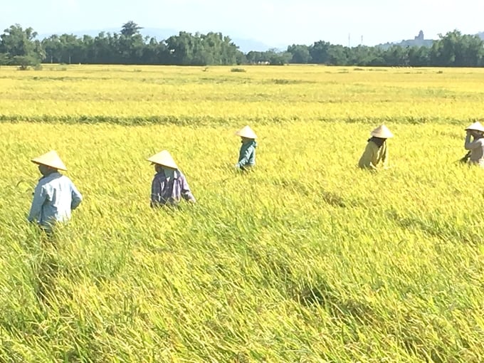 Farmers of Phuoc Hung Agricultural Cooperative on rice seed fields. Photo: V.D.T.