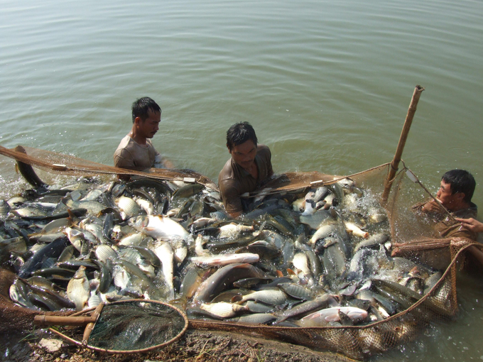 Thu hoạch thủy sản. Ảnh: Trung tâm Khuyến nông Hà Nội.