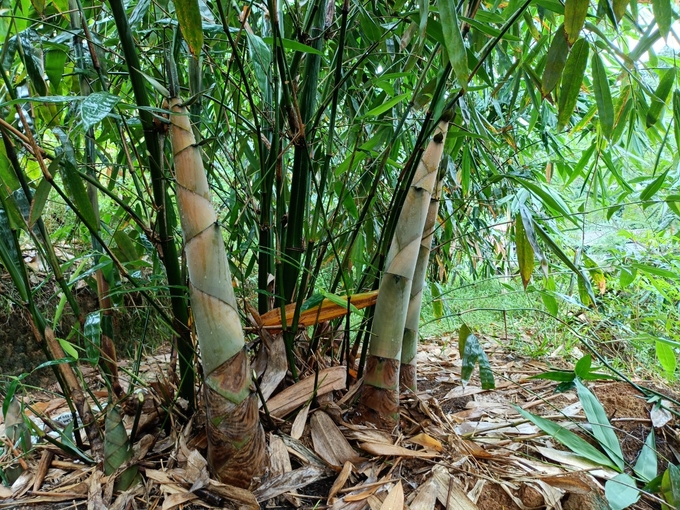 Keeping the surface grass cover helps increase soil moisture, bamboo bushes can grow well and produce many shoots. Photo: Thanh Tien.