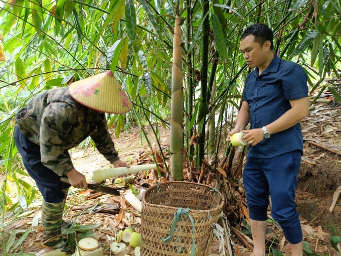 In one morning, each person can harvest hundreds of kilograms of Bat Do bamboo shoots. Photo: Thanh Tien.