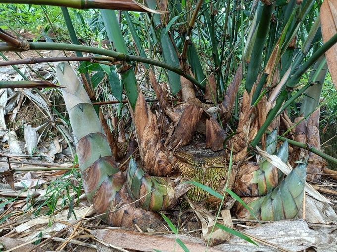 Bat Do bamboo shoots can be harvested after 1.5 years of planting. Photo: Thanh Tien.