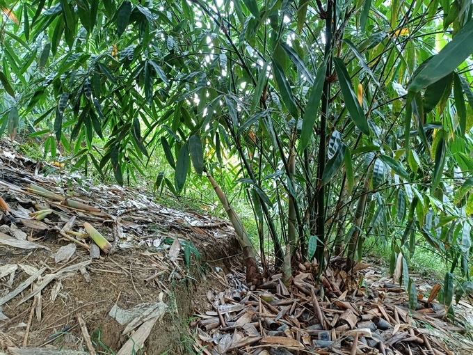 Farmers mark contour lines to plant Bat Do bamboo to help limit soil erosion and leaching. Photo: Thanh Tien.