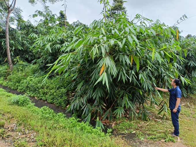 Farmers are expanding the bamboo shoot area. They also have their focus on intensive farming and applying scientific and technological advances to increase the efficiency of bamboo shoot production on sloping land. Photo: Thanh Tien.