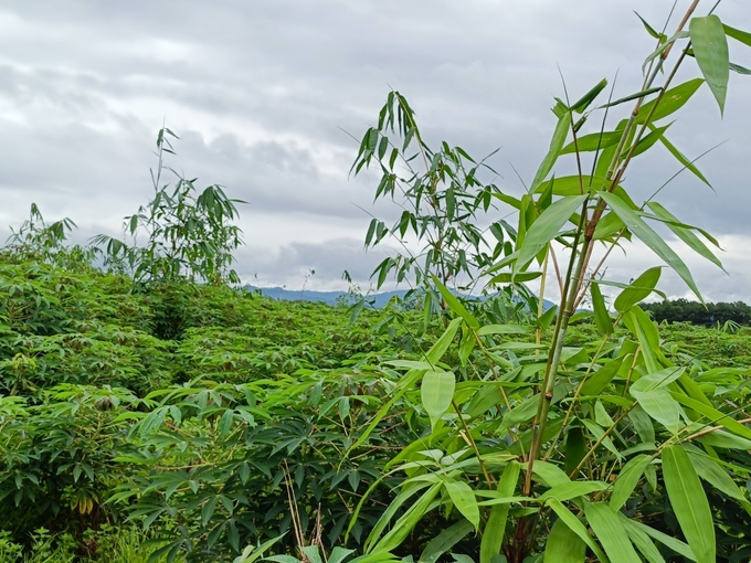 The Bat Do bamboo area, newly planted 7 months ago, is intercropped with cassava to retain moisture on the steep hill. Photo: Thanh Tien.