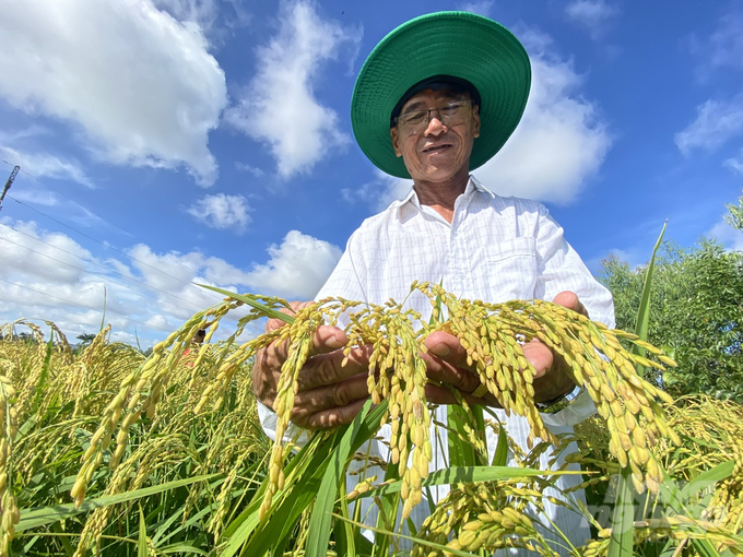 Sản xuất lúa gạo tại ĐBSCL phải đối mặt với thách thức của biến đổi khí hậu, hạn hán, xâm nhập mặn. Ảnh: Lê Hoàng Vũ.